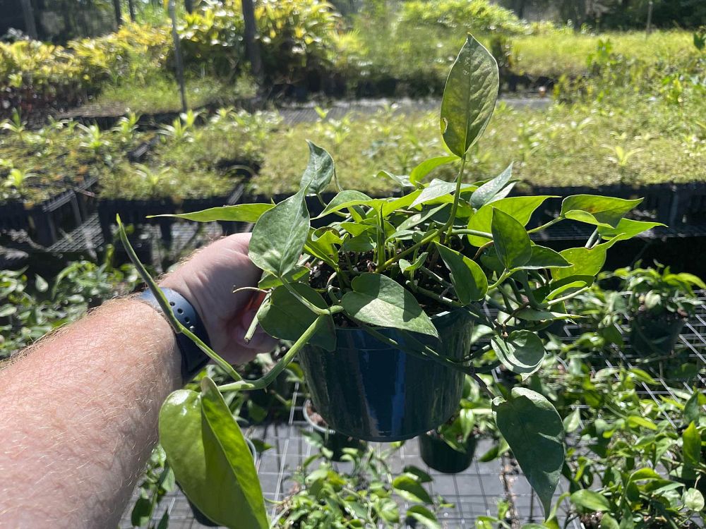 epipremnum-pinnatum-dragon-tail-plant