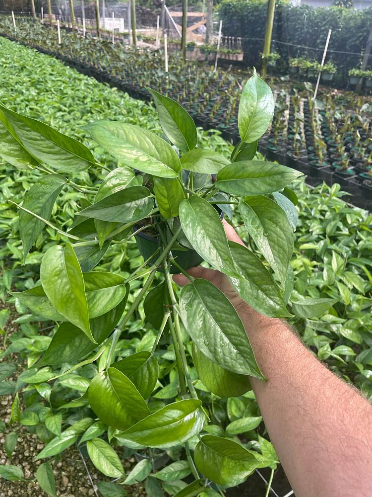 epipremnum-pinnatum-dragon-tail-plant