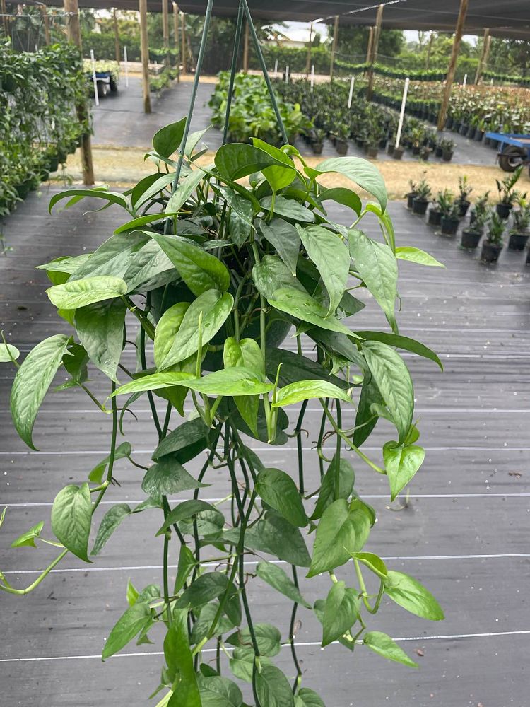 epipremnum-pinnatum-dragon-tail-plant