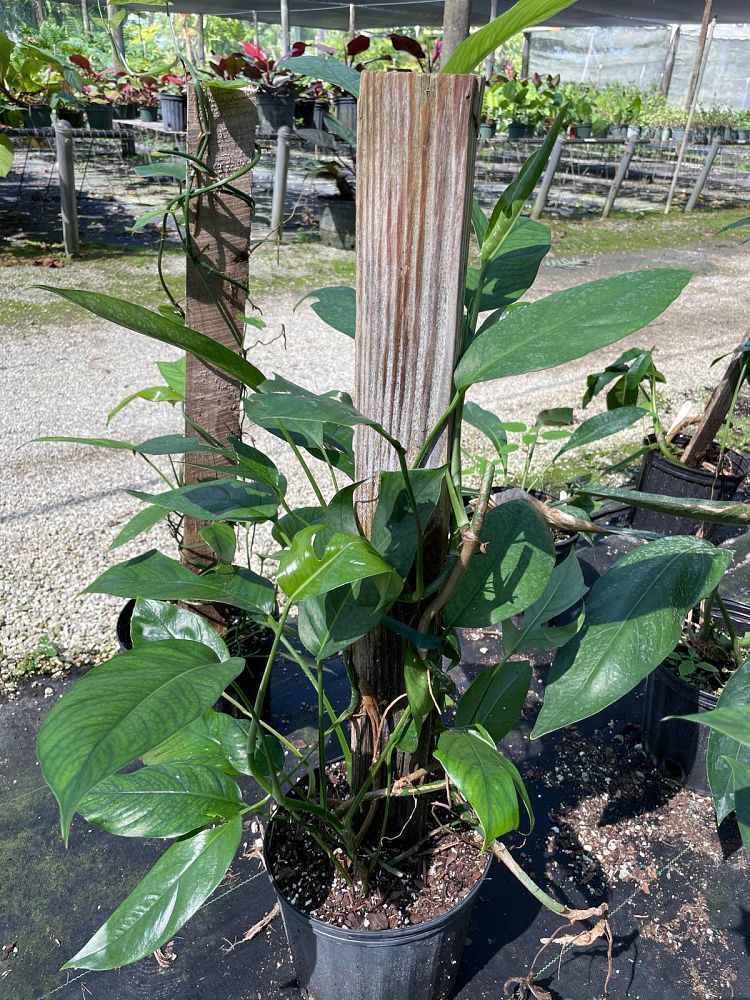 epipremnum-pinnatum-dragon-tail-plant