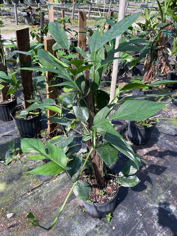 epipremnum-pinnatum-dragon-tail-plant