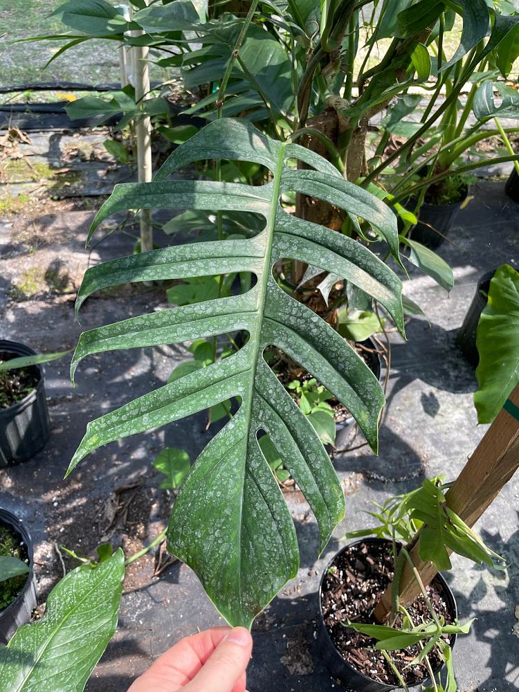 epipremnum-pinnatum-dragon-tail-plant