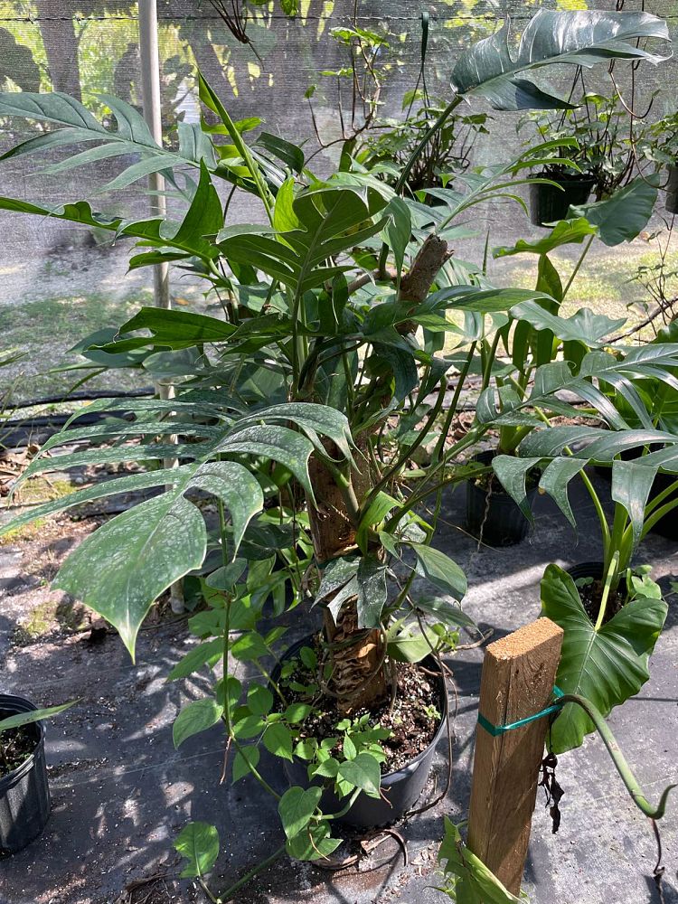 epipremnum-pinnatum-dragon-tail-plant
