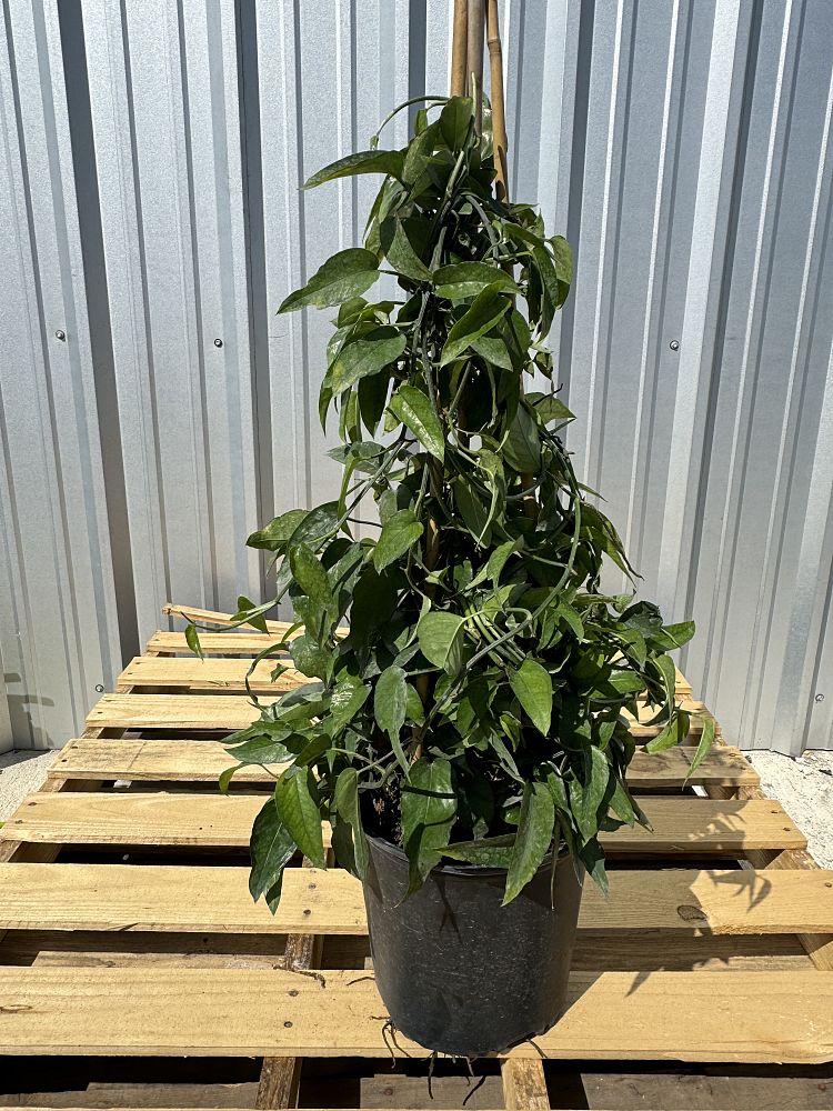 epipremnum-pinnatum-dragon-tail-plant