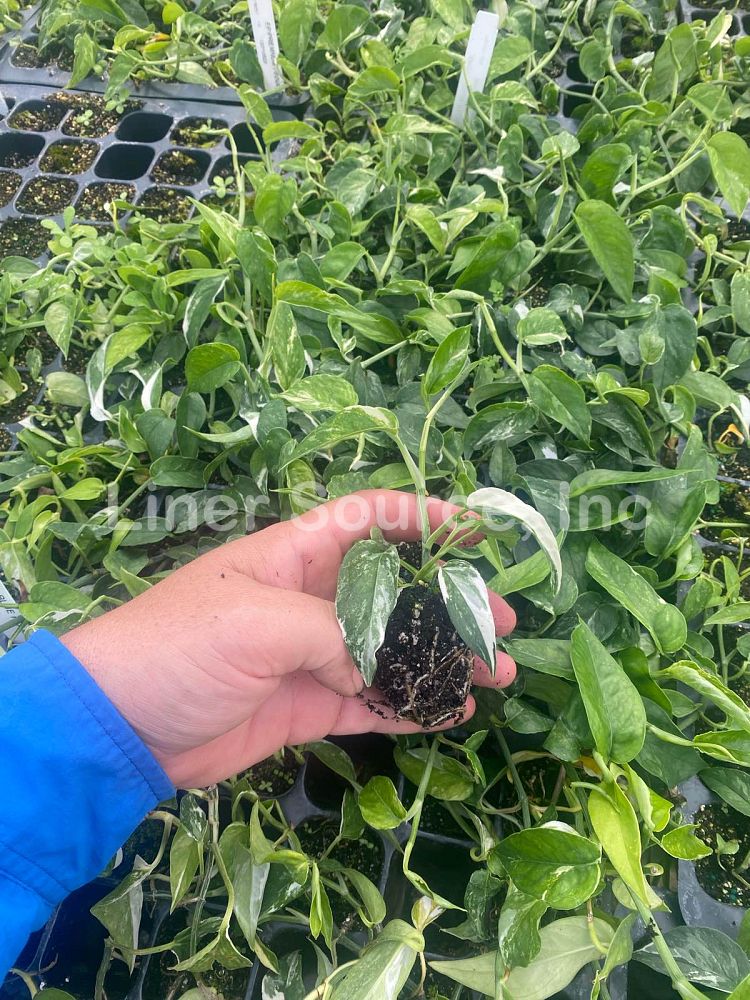 epipremnum-pinnatum-variegata-dragon-tail-plant-variegated
