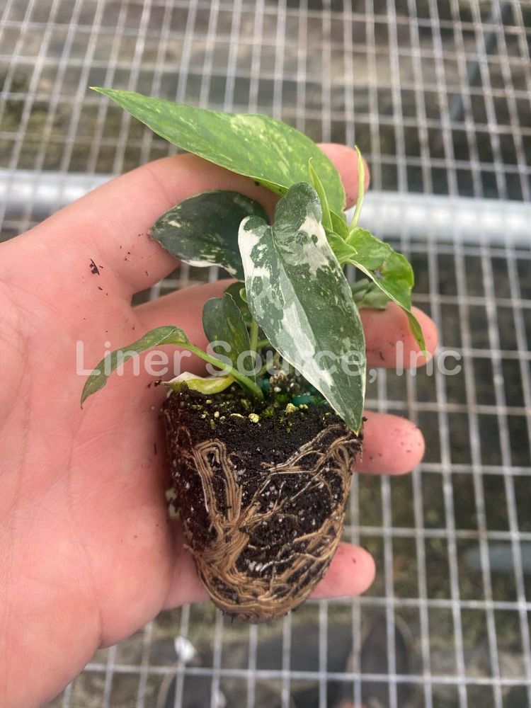 epipremnum-pinnatum-variegata-dragon-tail-plant-variegated