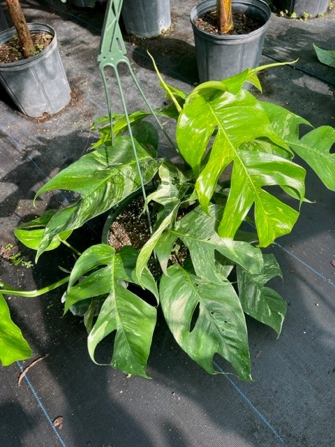 epipremnum-pinnatum-variegata-dragon-tail-plant-variegated