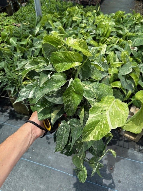 epipremnum-pinnatum-variegata-dragon-tail-plant-variegated