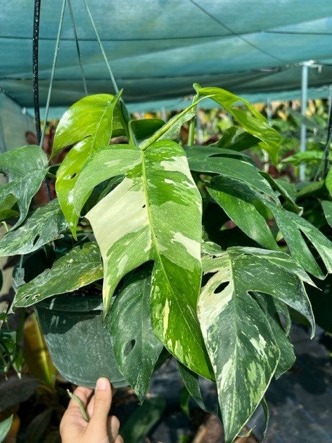 epipremnum-pinnatum-variegata-dragon-tail-plant-variegated