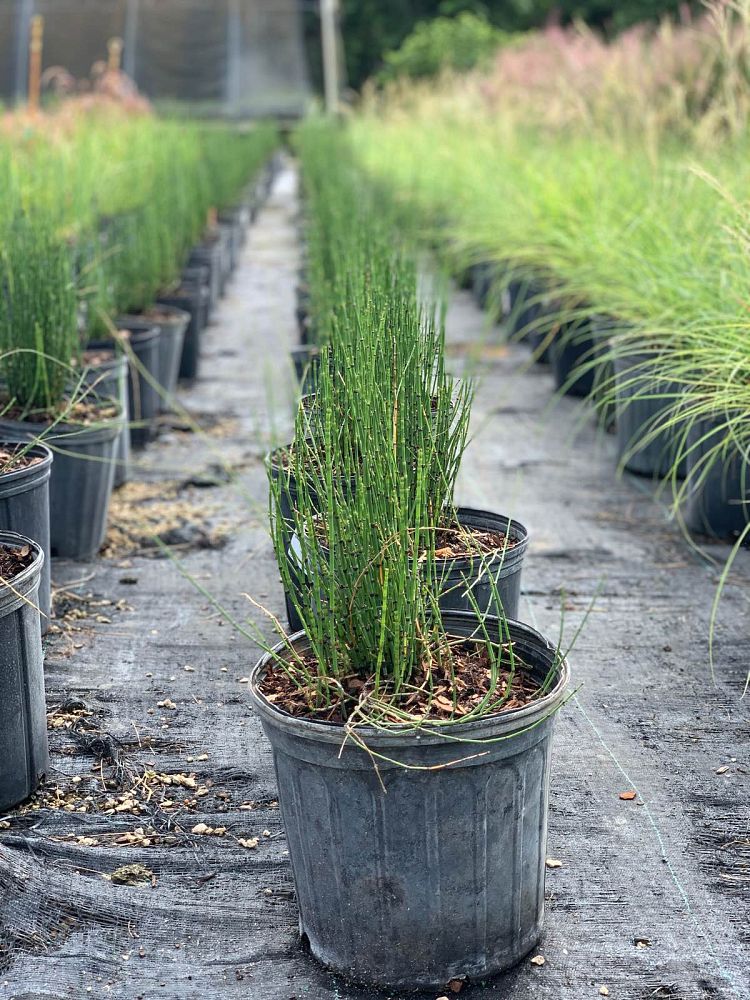 equisetum-horsetail