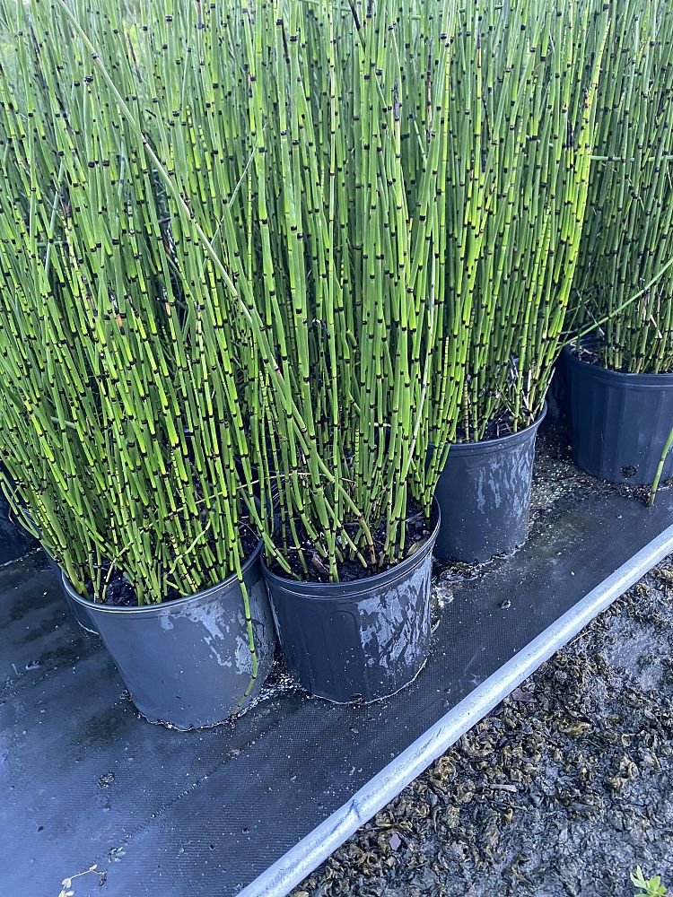 equisetum-horsetail