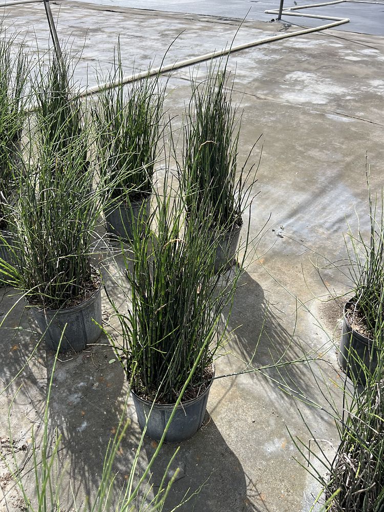 equisetum-horsetail