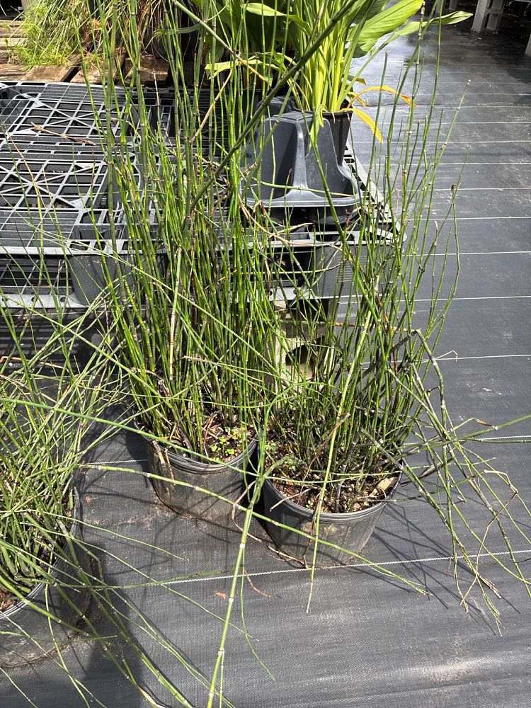 equisetum-horsetail