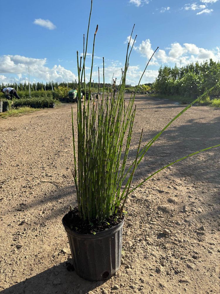 equisetum-horsetail