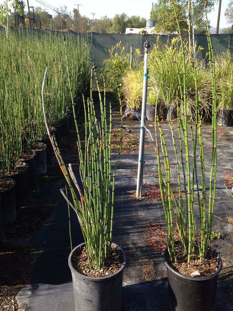 equisetum-hyemale-horsetail-reed