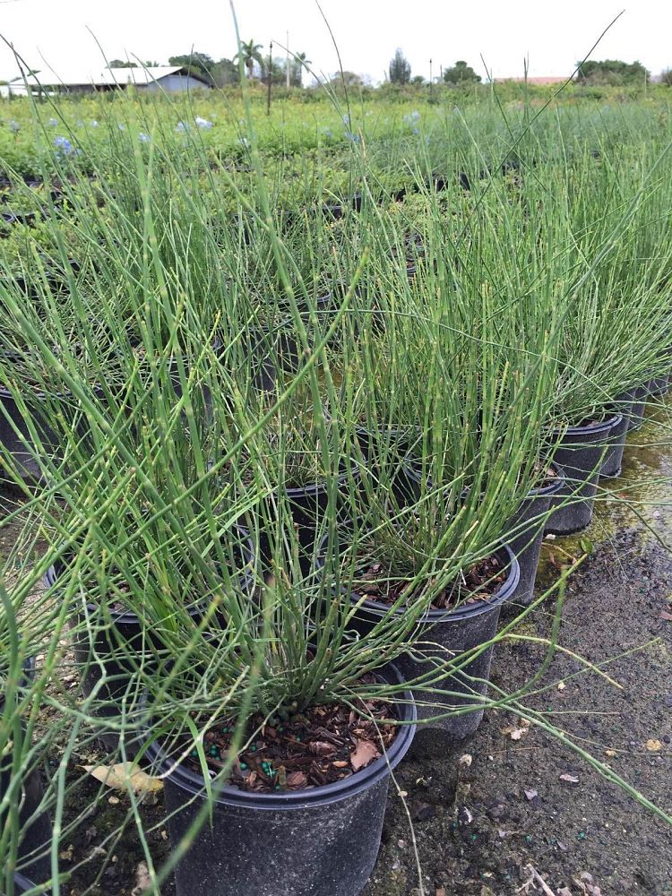 equisetum-hyemale-horsetail-reed