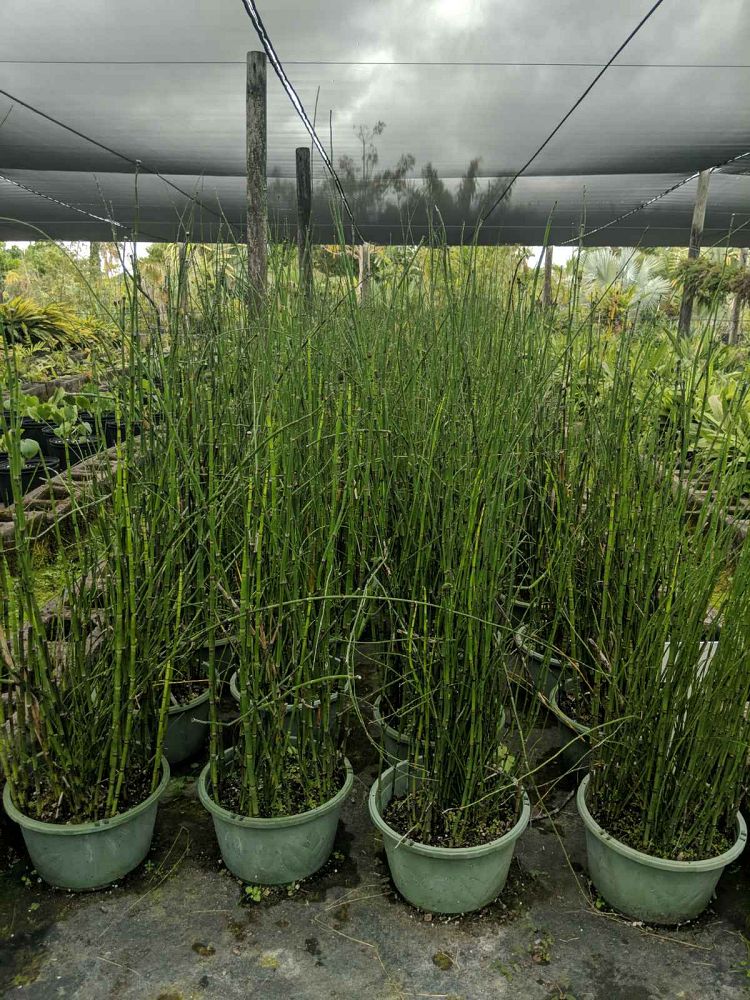 equisetum-hyemale-horsetail-reed