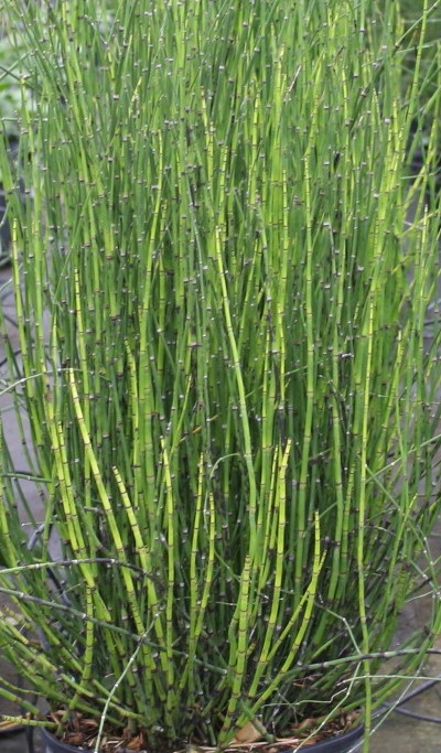 equisetum-hyemale-horsetail-reed