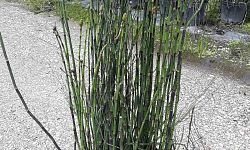 equisetum-hyemale-horsetail-reed
