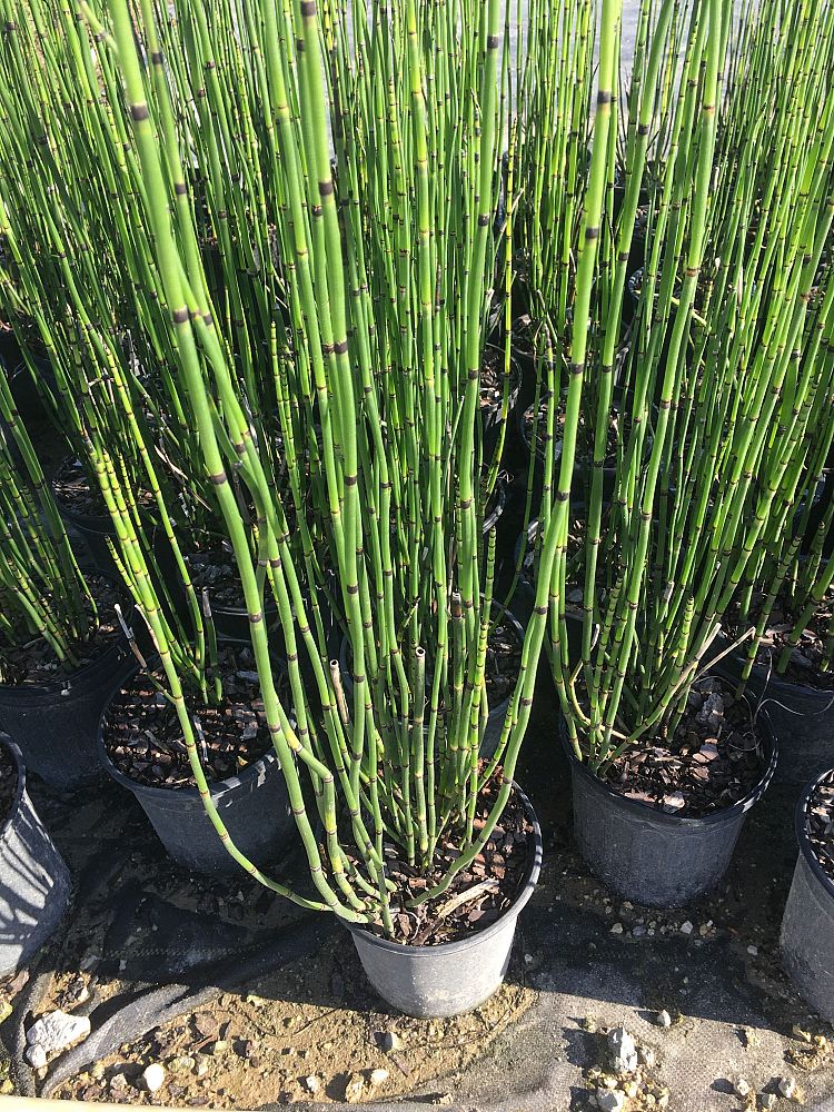 equisetum-hyemale-horsetail-reed