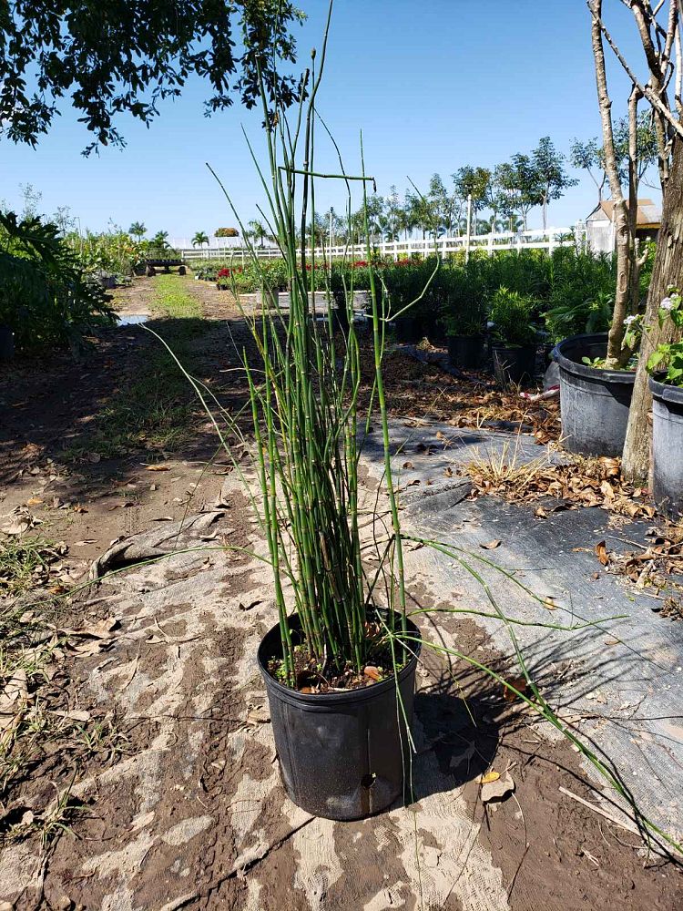 equisetum-hyemale-horsetail-reed