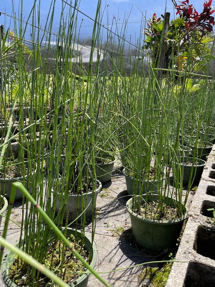equisetum-hyemale-horsetail-reed