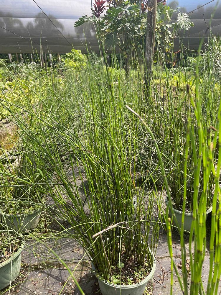equisetum-hyemale-horsetail-reed