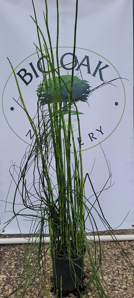 equisetum-hyemale-horsetail-reed
