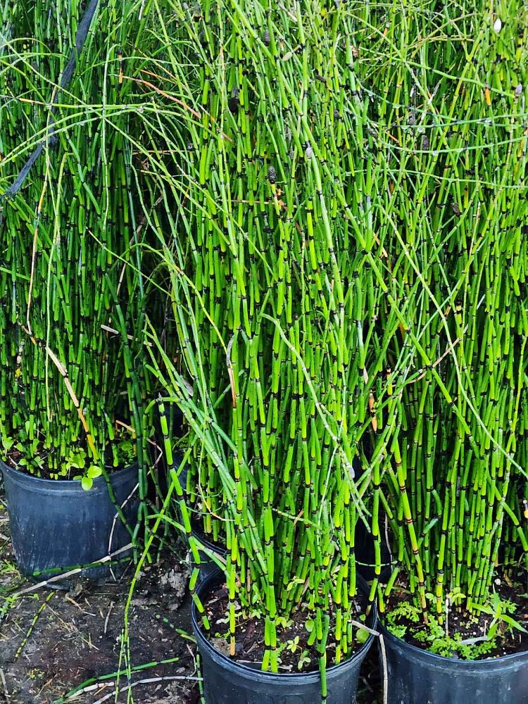 equisetum-hyemale-horsetail-reed