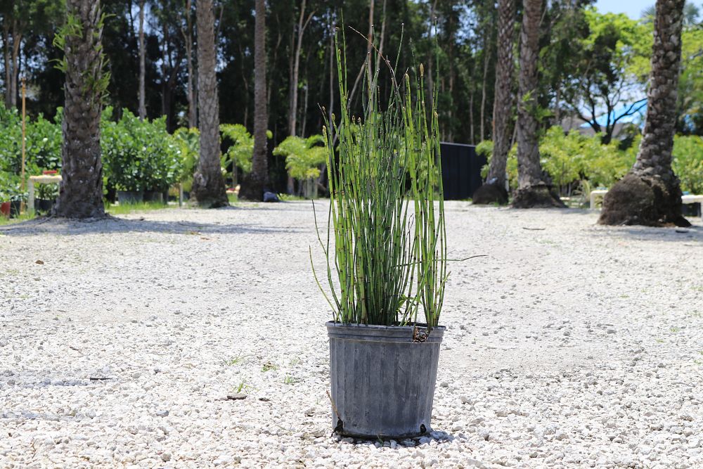 equisetum-hyemale-horsetail-reed