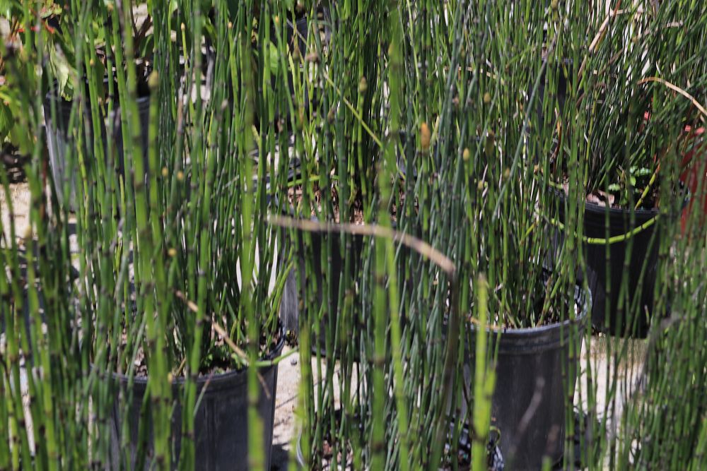 equisetum-hyemale-horsetail-reed