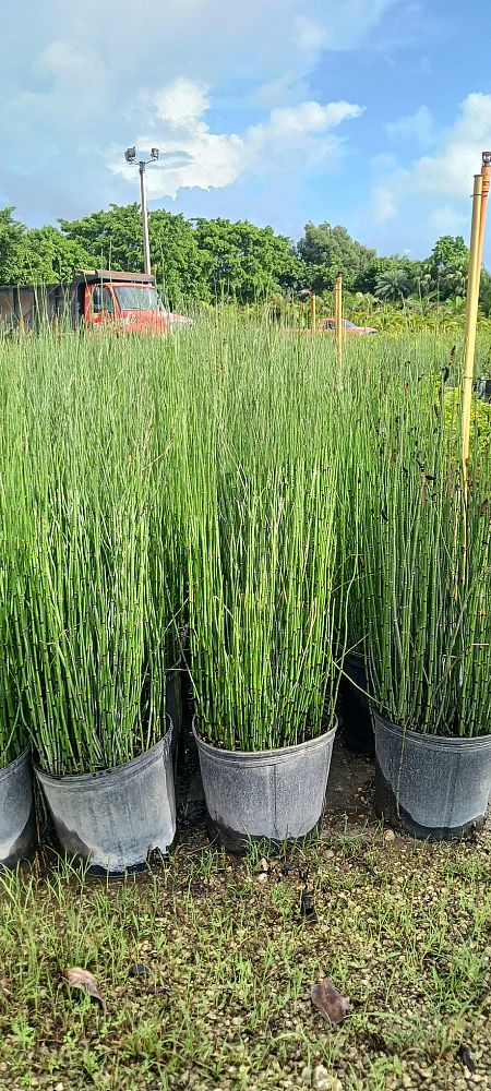 equisetum-hyemale-horsetail-reed