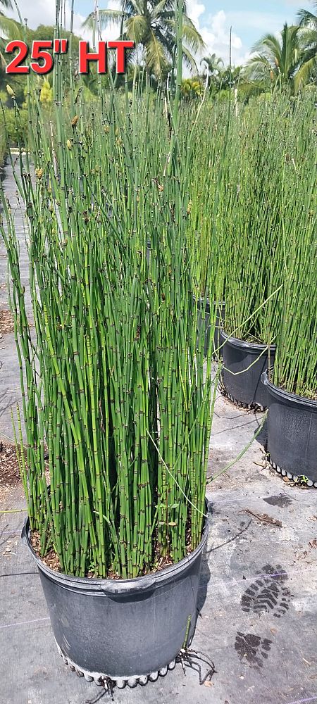 equisetum-hyemale-horsetail-reed