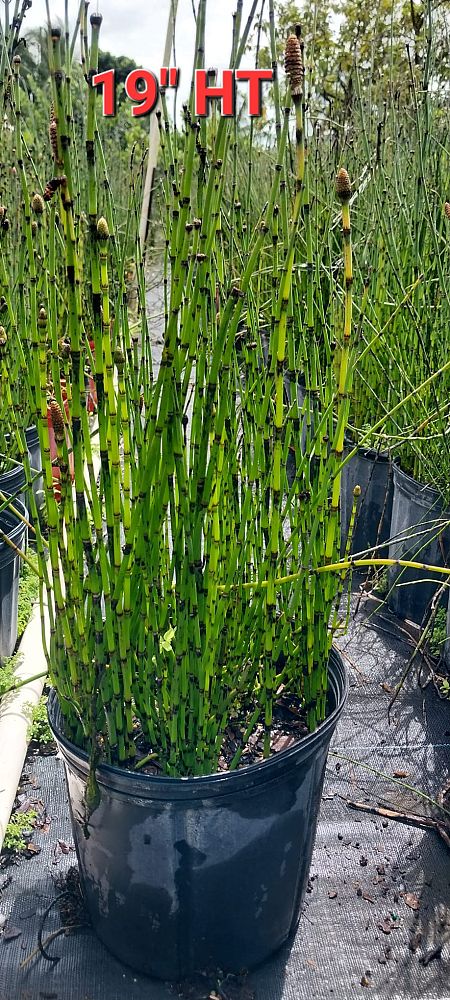 equisetum-hyemale-horsetail-reed