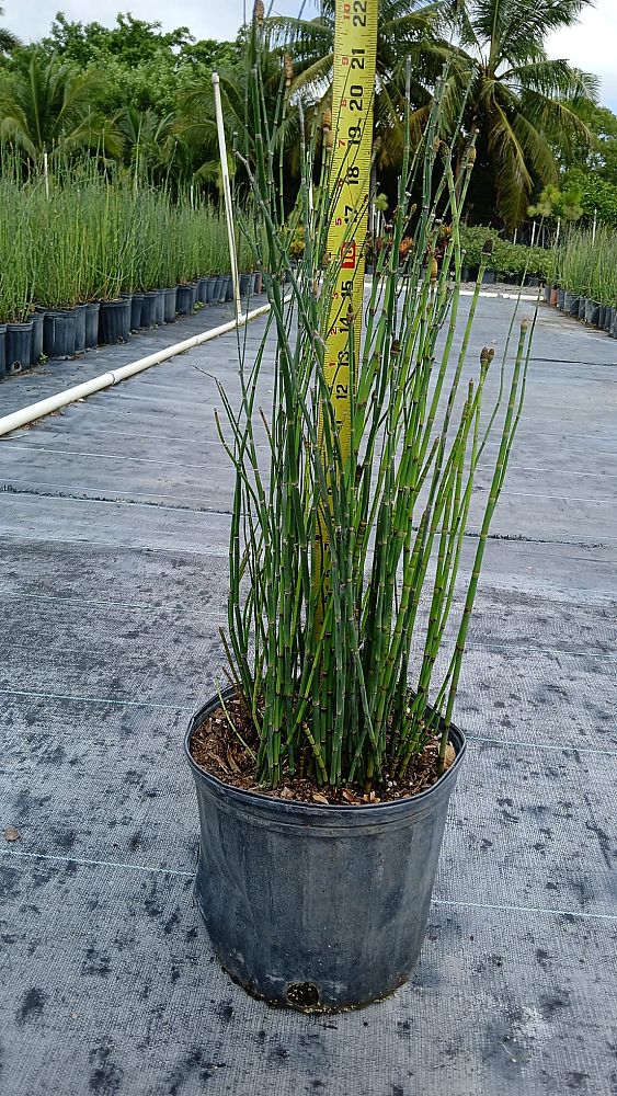 equisetum-hyemale-horsetail-reed