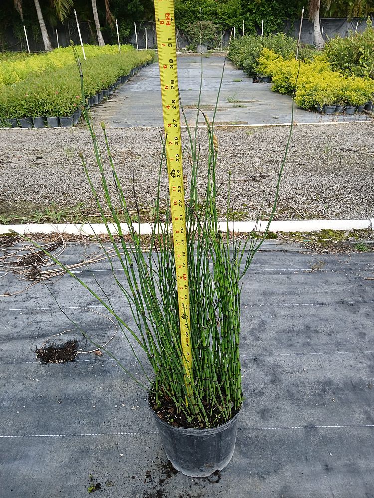 equisetum-hyemale-horsetail-reed