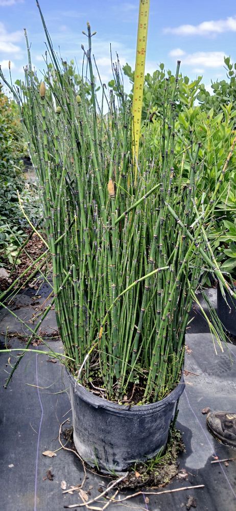 equisetum-hyemale-horsetail-reed