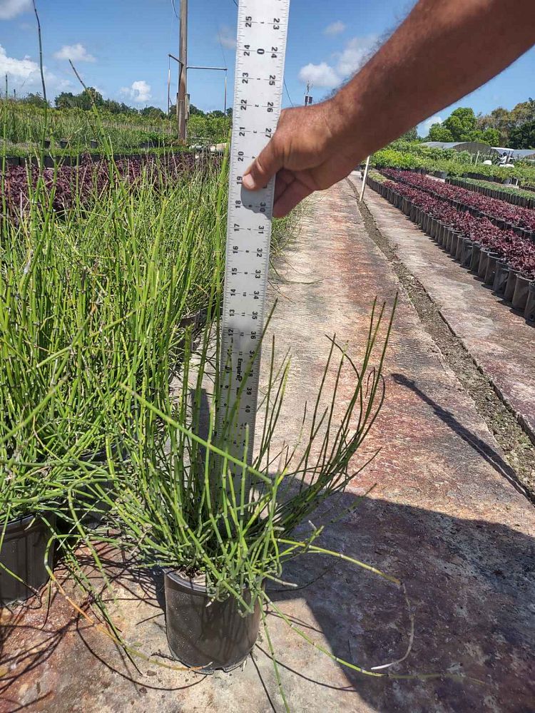 equisetum-hyemale-horsetail-reed