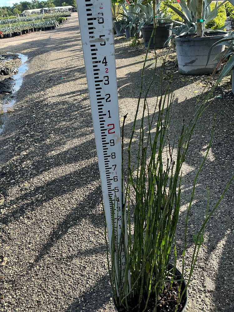 equisetum-hyemale-horsetail-reed