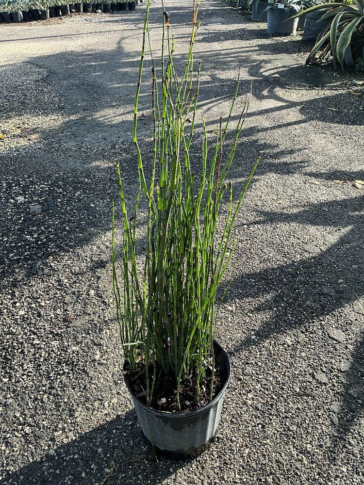 equisetum-hyemale-horsetail-reed