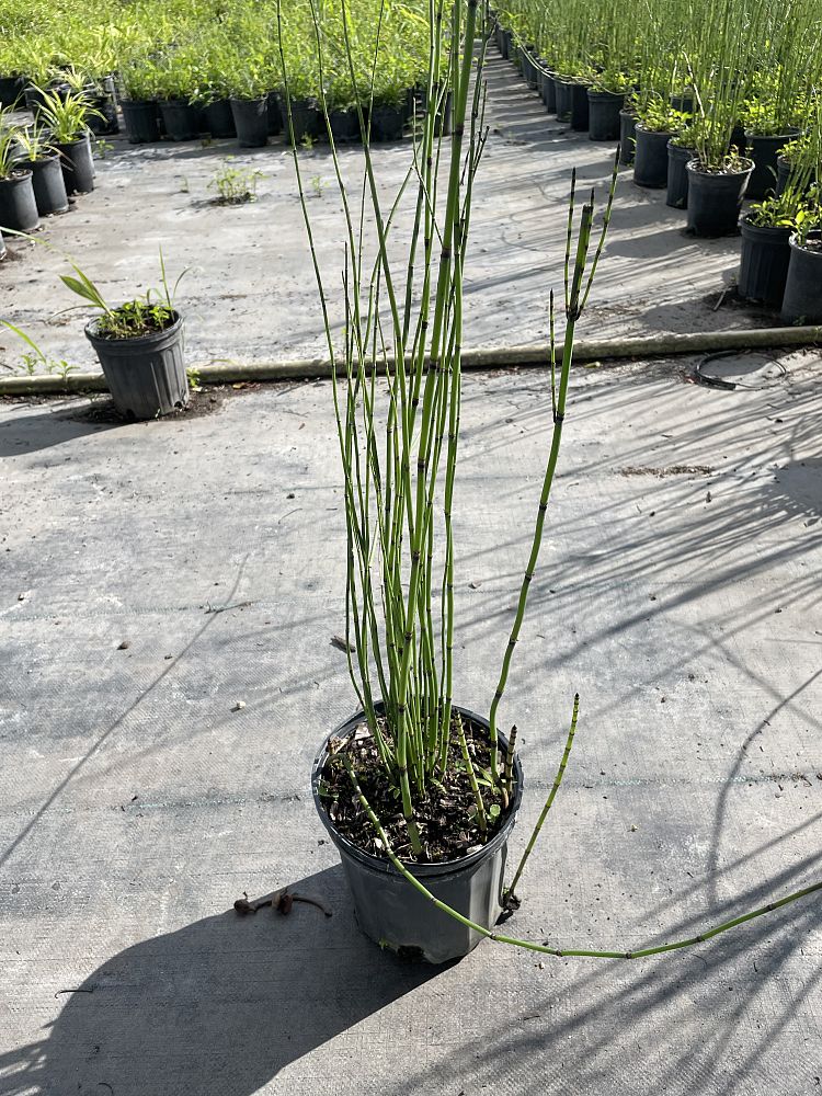 equisetum-hyemale-robustum-horsetail-reed