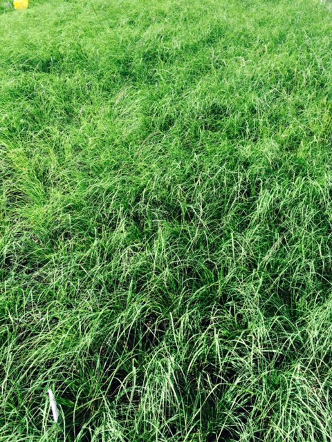 eragrostis-curvula-weeping-lovegrass