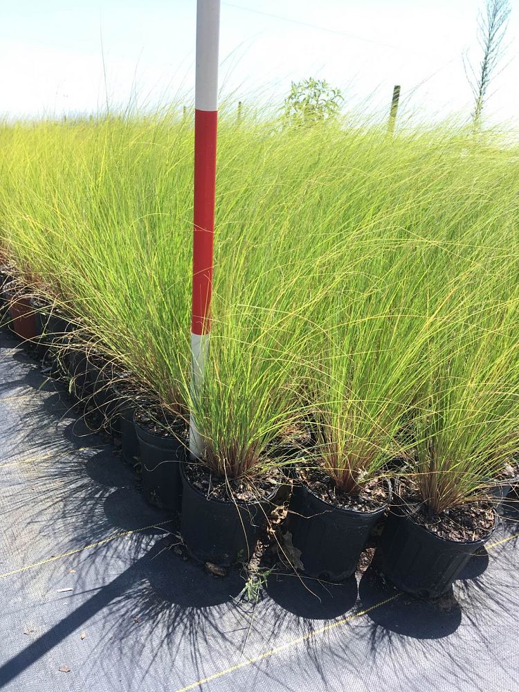 eragrostis-curvula-weeping-lovegrass