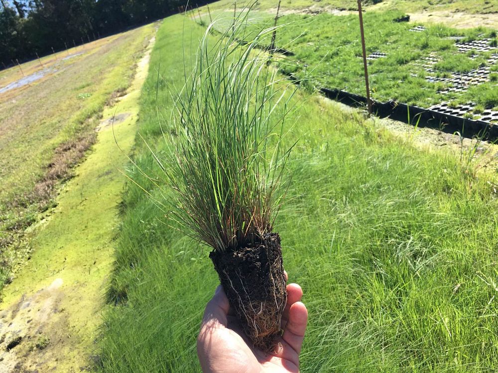 eragrostis-curvula-weeping-lovegrass