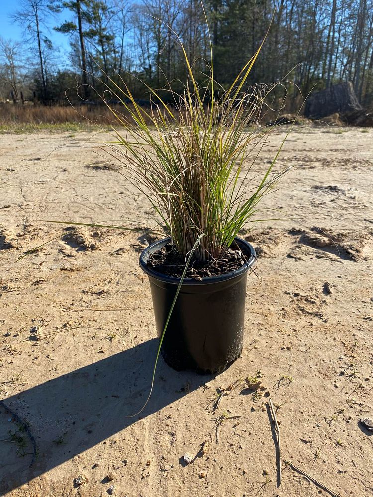eragrostis-curvula-weeping-lovegrass