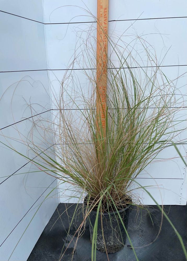 eragrostis-curvula-weeping-lovegrass