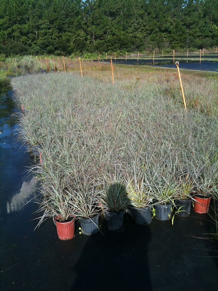 eragrostis-elliottii-elliot-s-or-silver-lovegrass-blue-love-grass