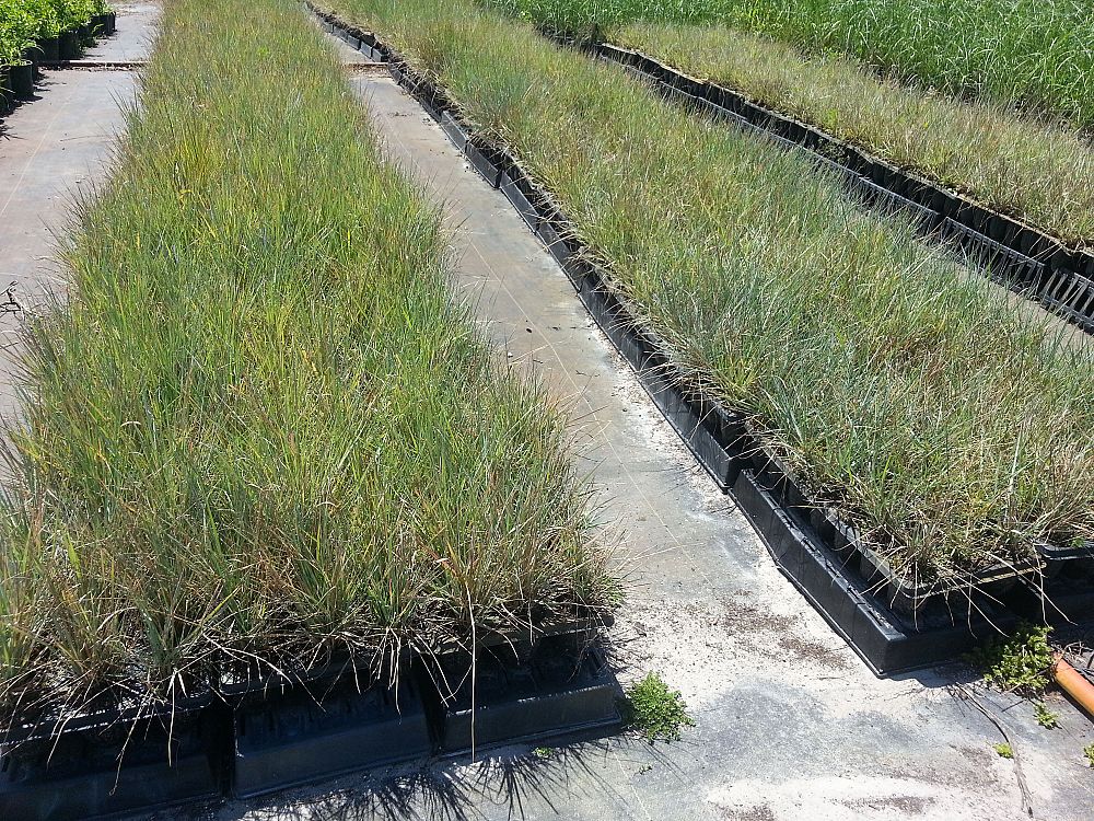 eragrostis-elliottii-elliot-s-or-silver-lovegrass-blue-love-grass