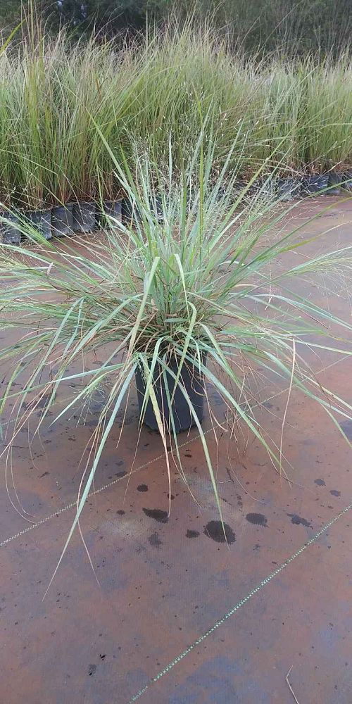 eragrostis-elliottii-elliot-s-or-silver-lovegrass-blue-love-grass