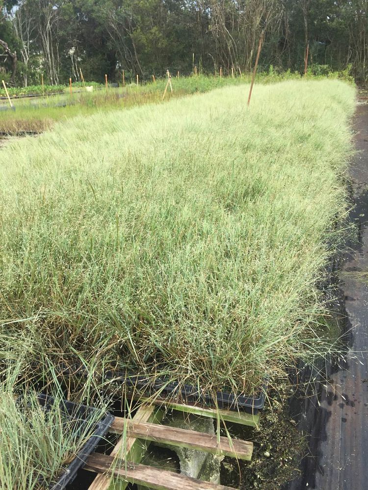 eragrostis-elliottii-elliot-s-or-silver-lovegrass-blue-love-grass